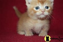 munchkin kitten posted by wyattharper31