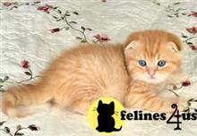 munchkin kitten posted by wyattharper31