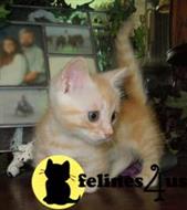 munchkin kitten posted by wyattharper31