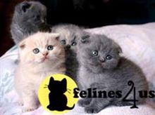 munchkin kitten posted by wyattharper31