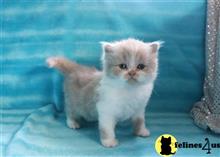 Munchkin Kittens For Sale In California