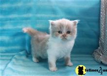 Munchkin Kittens for Sale Munchkin Kittens for Sale