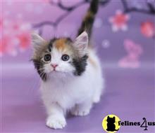 munchkin kitten posted by wyattharper31