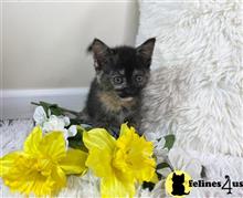 munchkin kitten posted by wyattharper31
