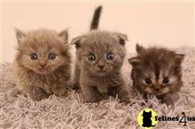 munchkin kitten posted by wyattharper31
