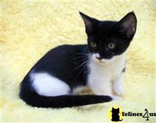 munchkin kitten posted by wyattharper31