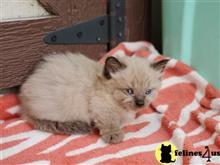 munchkin kitten posted by wyattharper31