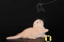munchkin kitten posted by wyattharper31