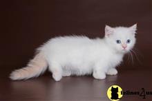 munchkin kitten posted by wyattharper31