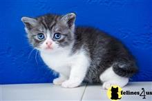 munchkin kitten posted by wyattharper31