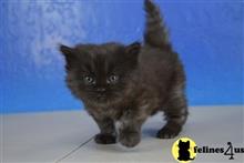 munchkin kitten posted by wyattharper31