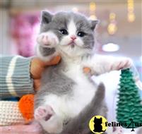 munchkin kitten posted by wyattharper31