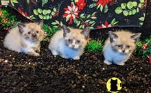 munchkin kitten posted by wyattharper31