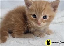 munchkin kitten posted by wyattharper31