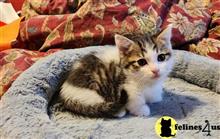munchkin kitten posted by wyattharper31