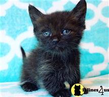 munchkin kitten posted by wyattharper31