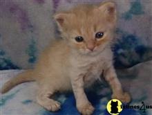 munchkin kitten posted by wyattharper31