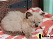 munchkin kitten posted by wyattharper31