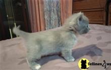 munchkin kitten posted by wyattharper31