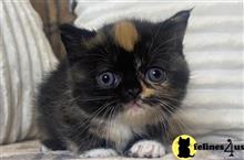 munchkin kitten posted by wyattharper31