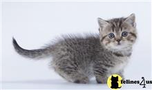 munchkin kitten posted by wyattharper31