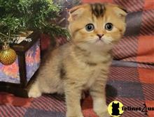munchkin kitten posted by wyattharper31