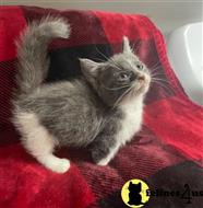 munchkin kitten posted by wyattharper31