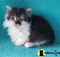 munchkin kitten posted by wyattharper31