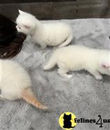 munchkin kitten posted by wyattharper31