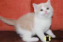 munchkin kitten posted by wyattharper31