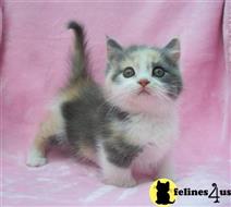 munchkin kitten posted by wyattharper31