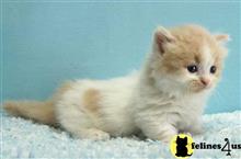 munchkin kitten posted by wyattharper31