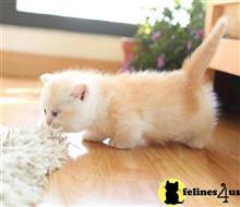 munchkin kitten posted by wyattharper31