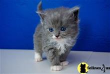 munchkin kitten posted by wyattharper31