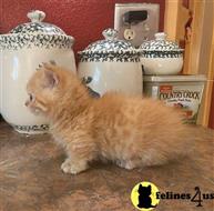 munchkin kitten posted by wyattharper31