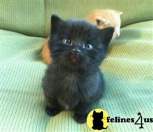 munchkin kitten posted by wyattharper31