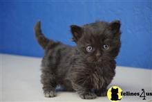 munchkin kitten posted by wyattharper31