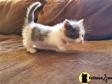 munchkin kitten posted by wyattharper31