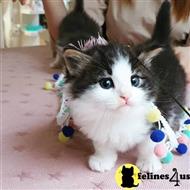 munchkin kitten posted by wyattharper31