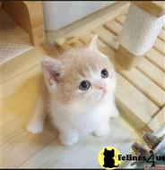 munchkin kitten posted by wyattharper31