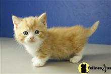 munchkin kitten posted by wyattharper31