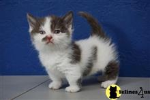 munchkin kitten posted by wyattharper31