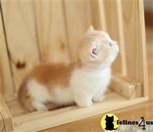 munchkin kitten posted by wyattharper31