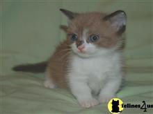 munchkin kitten posted by wyattharper31