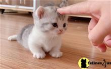 munchkin kitten posted by wyattharper31