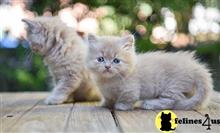munchkin kitten posted by wyattharper31