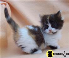 munchkin kitten posted by wyattharper31