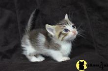 munchkin kitten posted by wyattharper31