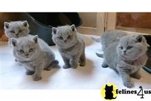 british shorthair kitten posted by wyatt_harp
