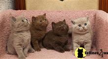 british shorthair kitten posted by wyatt_harp